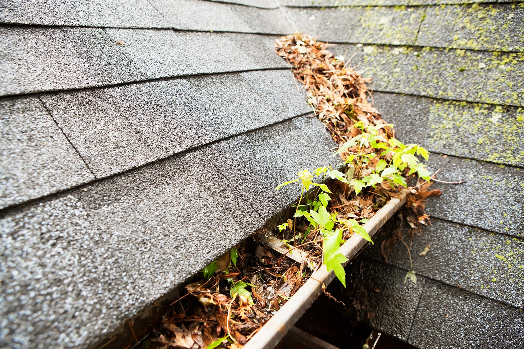 Roof Tune-Ups